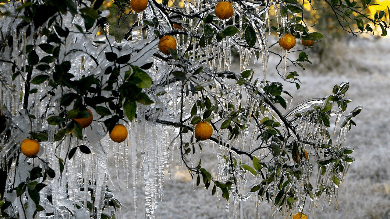 Citrus Freeze of 1989